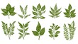 © ramangan - Green Botanical Illustrations Depicting Various Detailed Leafy Plants Designs