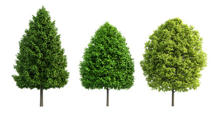 Three different trees isolated against a black background, cut out transparent