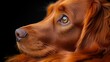 © Alam - Close-up of a red dog's face, looking up.