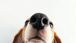 © NNS Studio - Beagle puppy wide angle nose close up white background cute sleepy dog face looking funny animal pet adorable expression minimal studio portrait photography concept look sniff calm paws banner advert