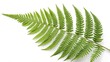 © Art by ChannaronG - Minimalist Fern Leaf with Symmetrical Fronds, Isolated on a White Background, showcasing a minimalist and natural aesthetic, Professional Botanical Stock Photo