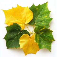 Aufkleber - Autumnal Transition: A Colorful Composition of Changing Leaves on a White Background