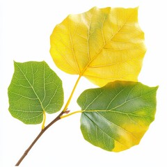 Aufkleber - Autumnal Transitions: Branch with Green, Yellow, and Brown Leaves on a Pristine White Background