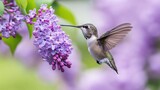 A hummingbird sipping nectar from a purple lilac bush, a beautiful and intimate moment in nature