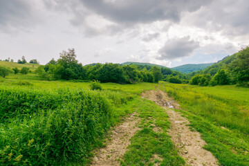 Wall Mural - dirt road through forested countryside. lush woodland. beautiful summer rural landscape in mountains