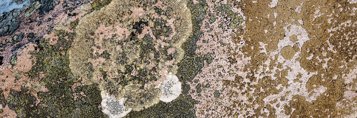 Wall Mural - Natural texture of a stone covered with lichen. Lichenes patterns on a rock surface. Natural background. Closeup top view. The nature of the Arctic. Polar region.