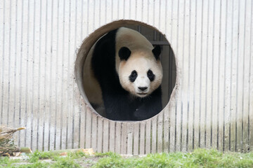 Wall Mural - close up sweet panda returned from south korea, fu bao, wolong china