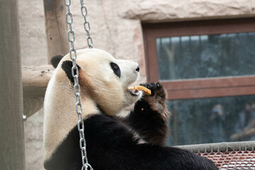 Wall Mural - close up giant panda, fu xing, aka pang da hai, beijing, china
