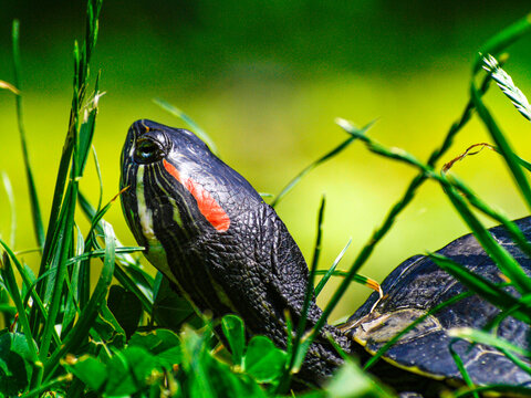 A turtle peeks through the vibrant green grass, basking in the sun. Its eyes are alert and curious as it surveys its surroundings.Turtle/Trachemys callirostris/