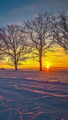 Wall Mural - Tree Silhouettes Illuminated With Sunlight Glow Through Sunset Till Sunrise