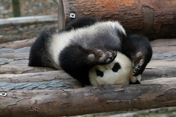 Wall Mural - funny pose of sleeping panda, china