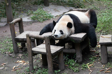 Wall Mural - funny pose of sleeping panda, china