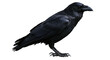 © Timo - Isolated Detailed Raven Portrait
