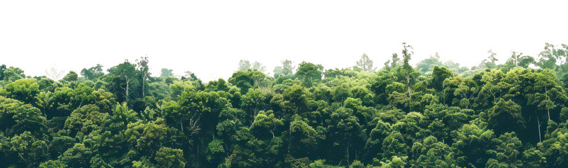 png amazon forest landscape nature scenery natural.