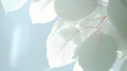 Wall Mural - Translucent Leaves Bathed in Soft Light Creating a Serene Atmosphere in Nature