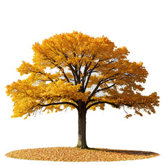 Wall Mural - Autumn tree yellow leaves isolated on transparent background