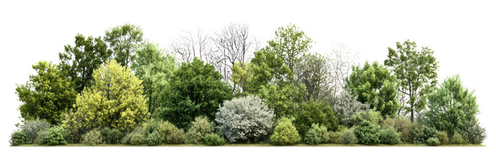PNG Group of trees forest landscape scenery.