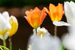 © Conmisojos - tulipanes naranjas y blancos con gotas de agua un dia de sol