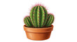 © Sarah - Isolated Cactus in Pot