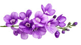 Purple freesia petals, blooming plant and floral element, cut out transparent