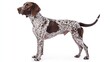 © Mitchell - German shorthaired pointer dog breed profile everything you need to know about this popular hunting dog breed