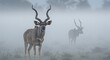 © Penggila - Majestic Kudu in Misty Dawn