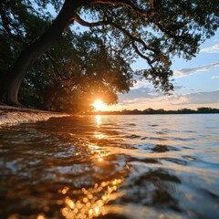 Poster - Golden sunset over tranquil water with tree branch silhouette reflecting in the shallows and a vibrant sky and horizon with soft light and warm colors