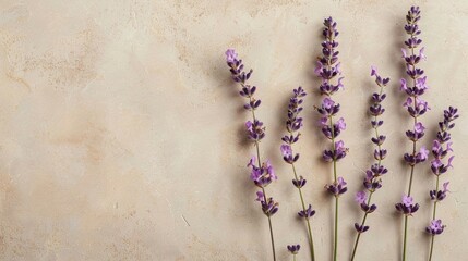 Aufkleber - single lavender twigs with lilac flowers lie in a row on a beige vintage background with free space for text insertion
