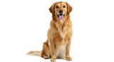 Isolated Golden Retriever Dog
