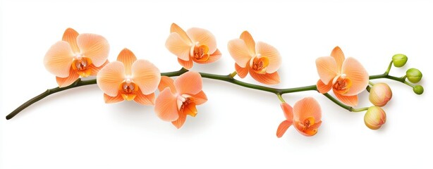 Aufkleber - Elegant Blooming Orchid Flowers on White Background