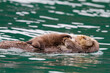 © robertharding - Adult sea otter (Enhydra lutris kenyoni) mother and pup in Inian Pass, Southeastern Alaska