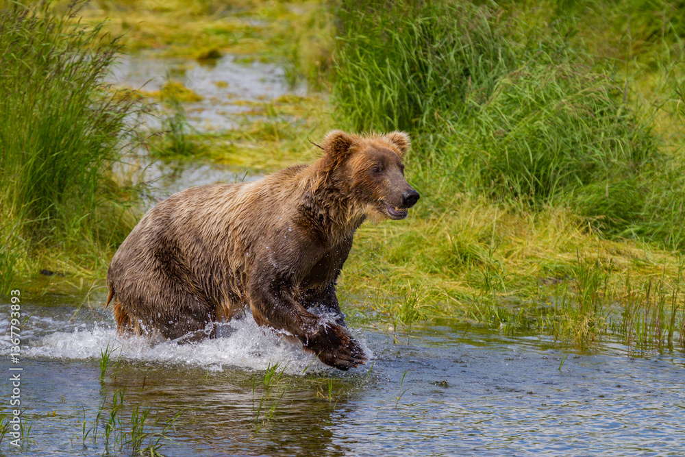 Adult brown bears (Ursus arctos) foraging for salmon at the Brooks ...