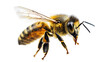 © Suwit - Futuristic Bee Design