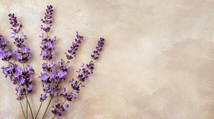 Aufkleber - single lavender twigs with lilac flowers lie in a row on a beige vintage background with free space for text insertion