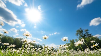 Aufkleber - White daisies stretch toward the sun, creating a cheerful display against a deep blue sky dotted with clouds and framed by distant trees, embodying summer joy