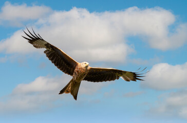 Wall Mural - portrait of a red kite in flight against blue sky