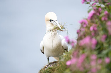 Wall Mural - portrait of a northern gannet carrying nesting material in its beak