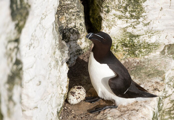 Wall Mural - razorbill nesting and protecting its egg on a sea cliff