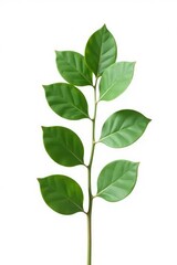 Wall Mural - A single stem of eucalyptus isolated on white background, green, herb, texture