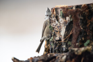 Wall Mural - A crested tit peeking out from behind a birch stump