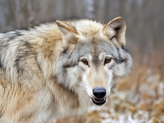  Wolf showing teeth in winter forest close-up portrait