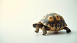 © Netaya - Photo Realistic Double Exposure: Tortoise and Piggy Bank for Savings Concept