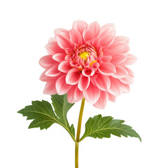 Wall Mural - Pink dahlia flower with green leaves on white background
