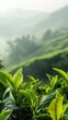 © jannik27s - tea leaves in the foreground, green mountains and a foggy background, with a green color tone, phone wallpaper