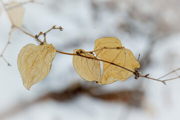 autumn leaves on the tree