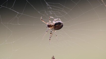spider on web