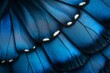 © Ukranian girl - Extreme closeup of blue butterfly wing with detailed textures and dots