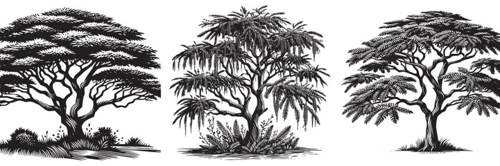 Acacia tree in clean traditional woodcut drawing, black and white botanical illustration