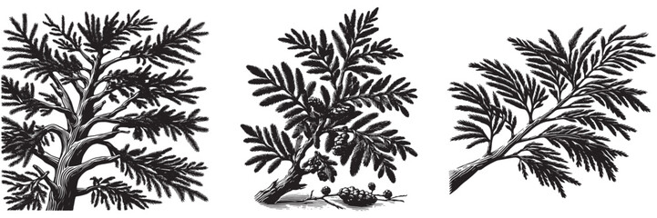 Bald Cypress twig in traditional woodcut drawing, black and white botanical illustration
