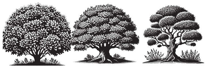 Boxwood tree in traditional woodcut drawing, black and white botanical illustration